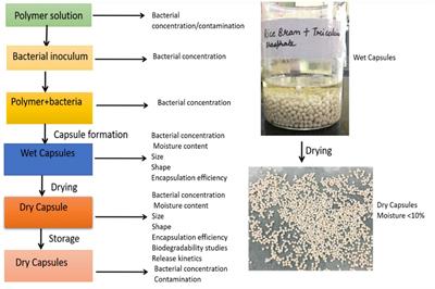 Development and characterization of rice bran-gum Arabic based encapsulated biofertilizer for enhanced shelf life and controlled bacterial release